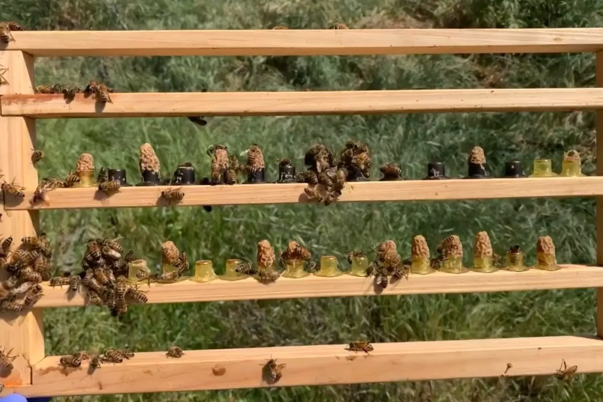 viber_image_2023-08-09_11-49-51-763