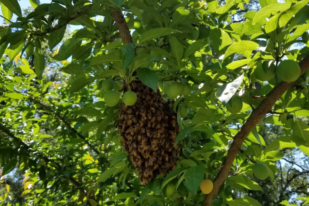 viber_image_2023-08-09_11-49-53-429