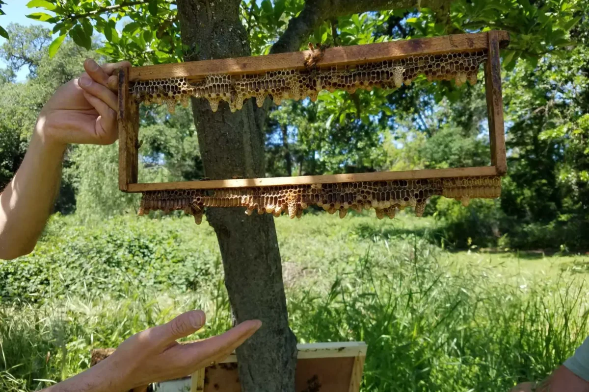 viber_image_2023-08-09_11-49-54-334