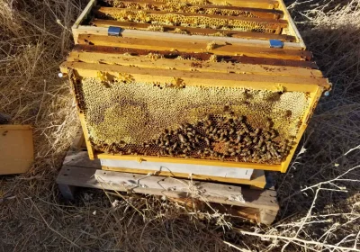 viber_image_2023-08-09_11-49-58-391