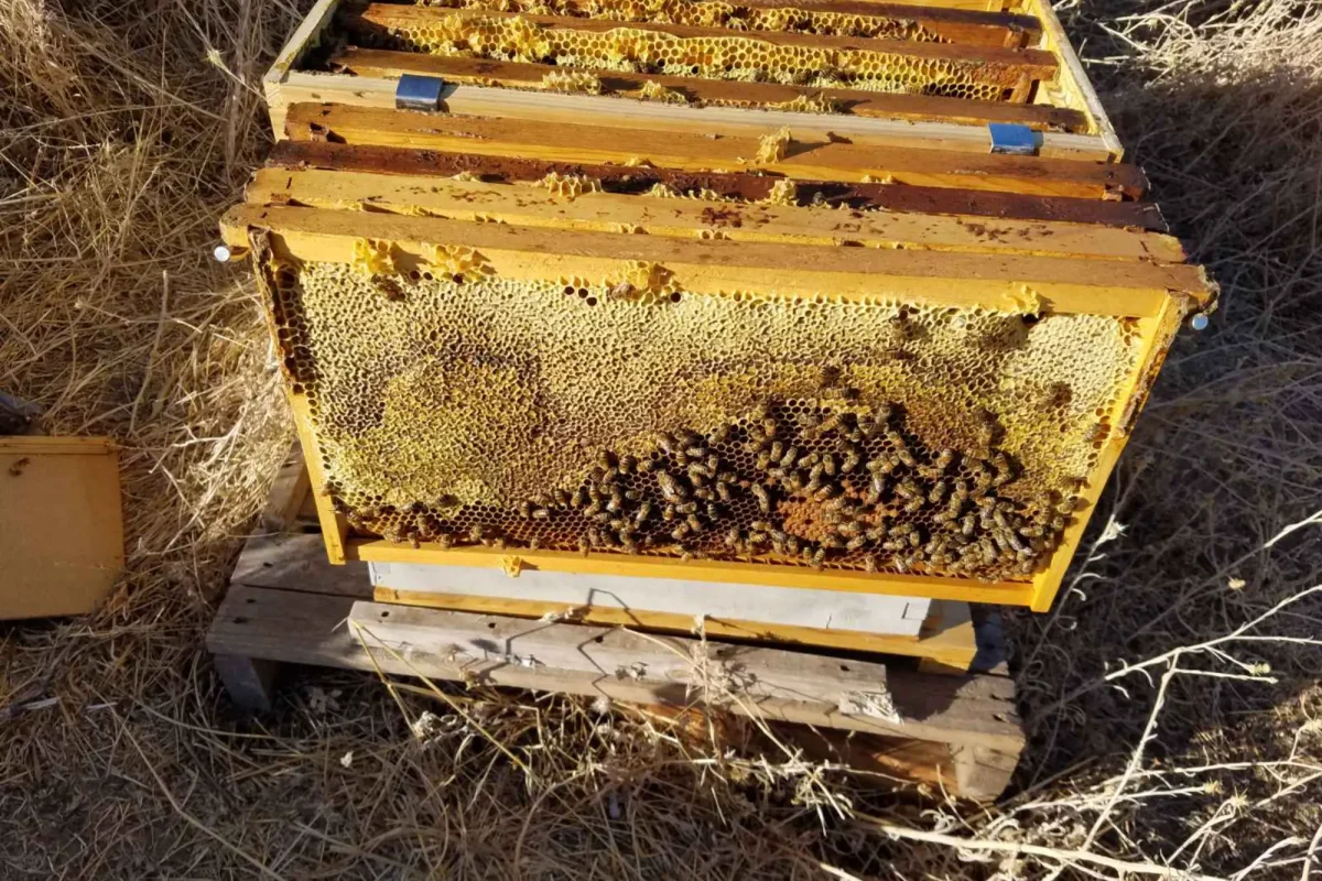 viber_image_2023-08-09_11-49-58-391