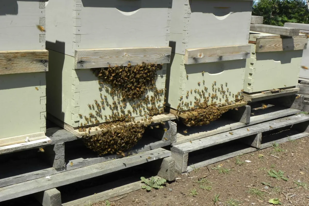 viber_image_2023-08-09_11-49-59-651